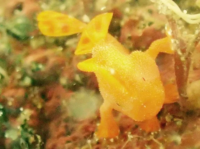 伊豆・大瀬崎でのダイビング:ダイビング中に見られる海の生き物