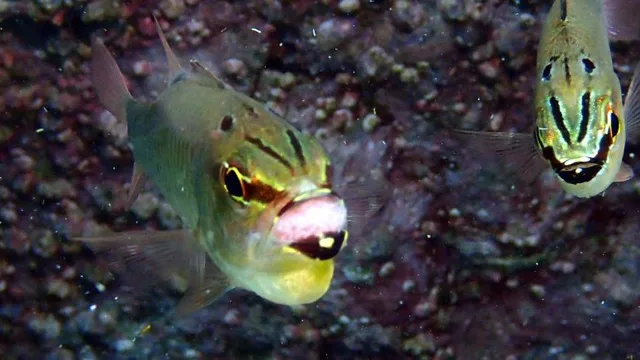 ダイビング中に見られる海の生き物