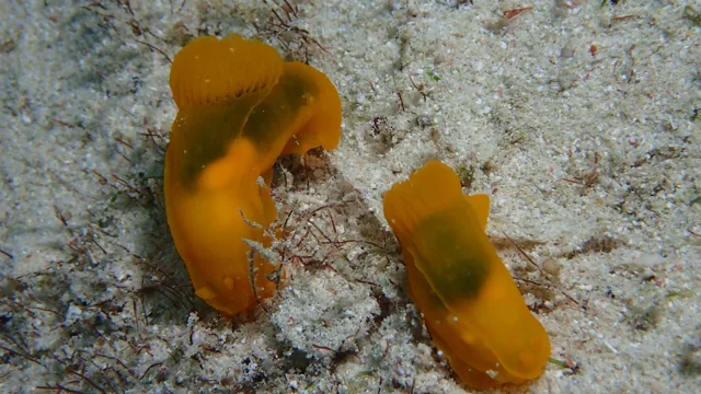 ダイビング中に見られる海の生き物