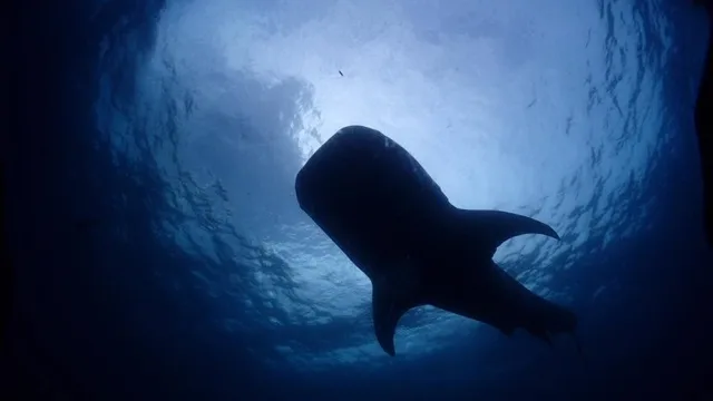 水中で見られる大きな魚とダイバー