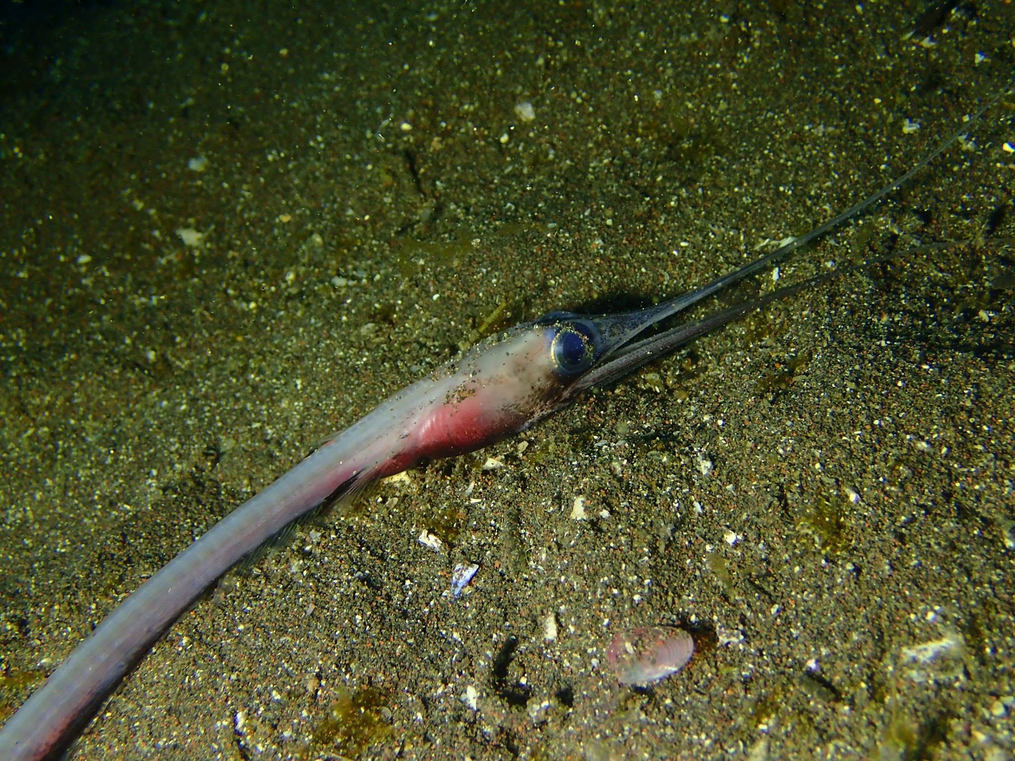 2017年12月23日(投稿日) / ダイビング中に見られる海の生き物
