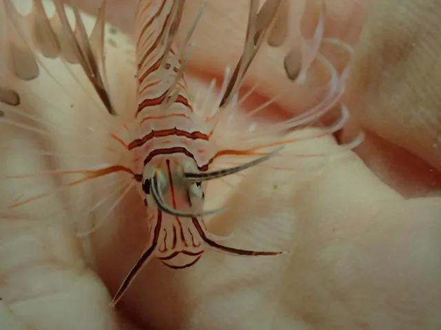 ダイビング中に見られる海の生き物