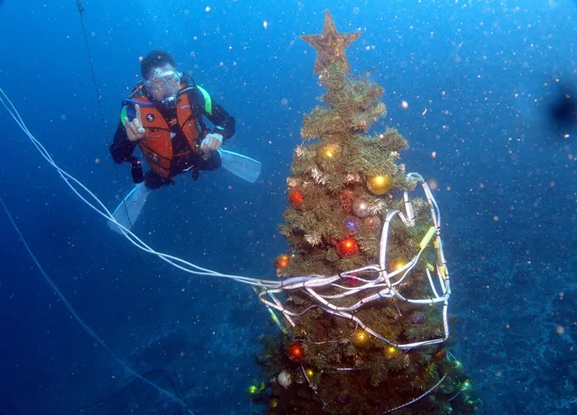 伊豆・大瀬崎でのダイビング：水中のクリスマスツリー付近で潜るダイバー