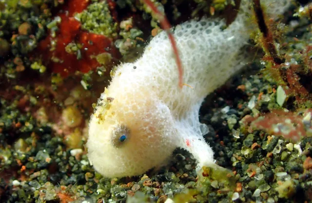 伊豆・大瀬崎でのダイビング：ダイビング中に見られる海の生き物