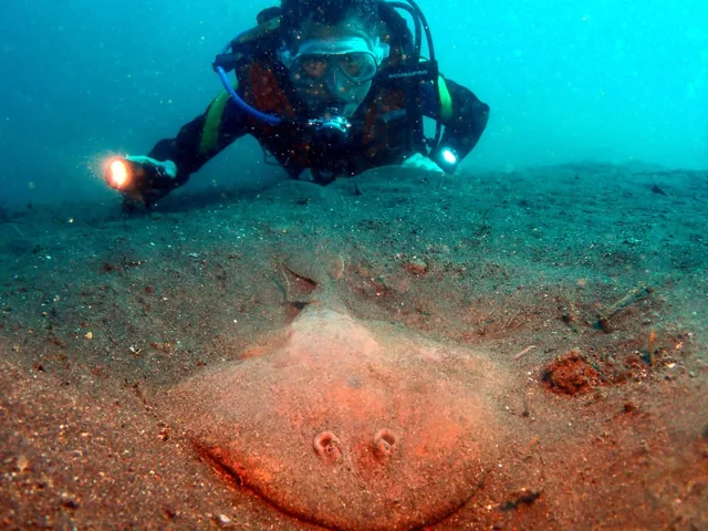 伊豆・大瀬崎でのダイビング：ダイビング中に見られる海の生き物