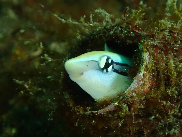 伊豆・大瀬崎でのダイビング:ダイビング中に見られる海の生き物