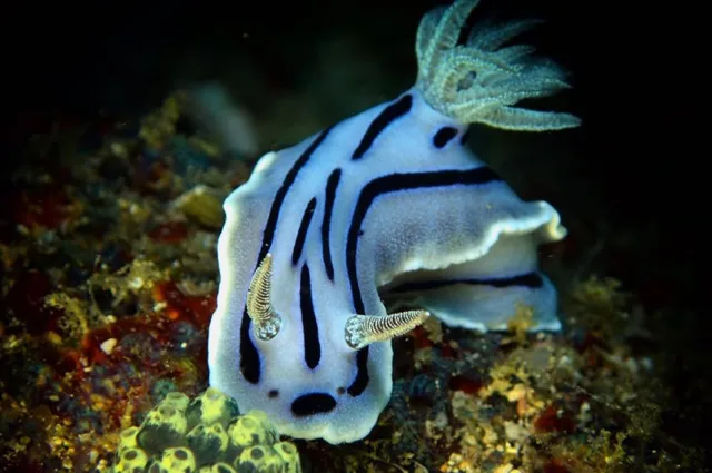 ダイビング中に見られる海の生き物