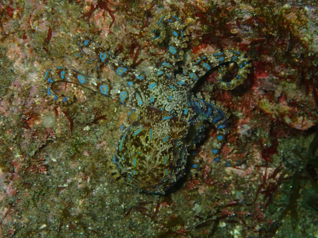 ダイビング中に見られる海の生き物
