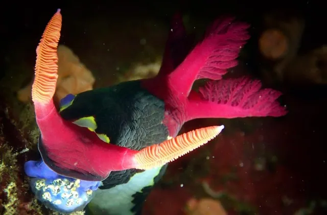 ダイビング中に見られる海の生き物