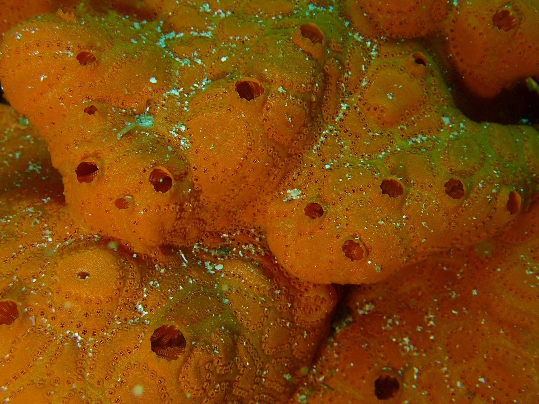 2018年4月29日(投稿日) / ダイビング中に見られる海の生き物