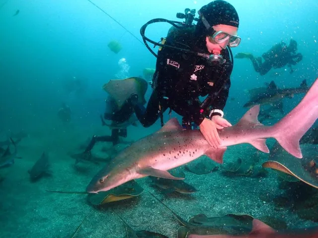 水中でサメや魚の群れと泳ぐダイバー