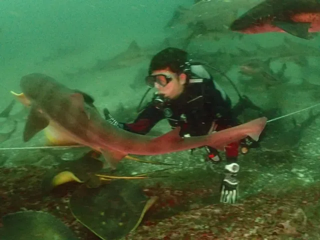 水中でサメや魚の群れと泳ぐダイバー