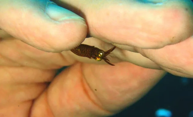 ダイビング中に見られる海の生き物
