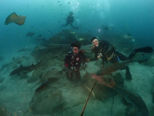 水中でサメや魚の群れと泳ぐダイバー