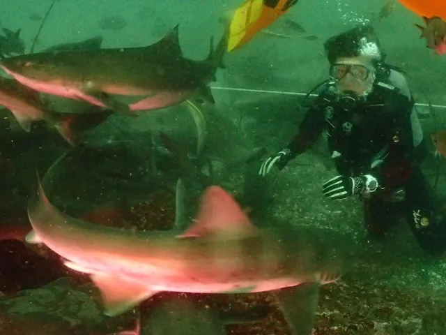 水中でサメや魚の群れと泳ぐダイバー