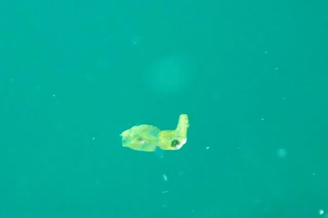 ダイビング中に見られる海の生き物