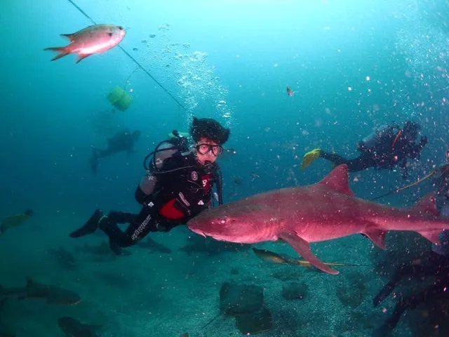 水中でサメや魚の群れと泳ぐダイバー