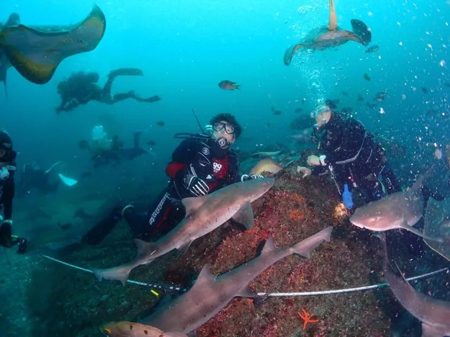 水中でサメや魚の群れと泳ぐダイバー