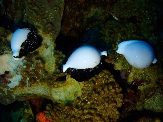 ダイビング中に見られる海の生き物