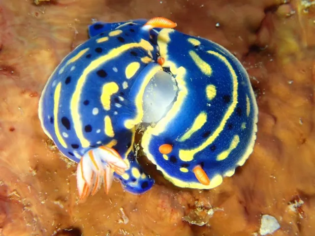 江之浦ダイビングサービス　　ａｑｕａｌａｎｄでのダイビング中に見られる海の生き物