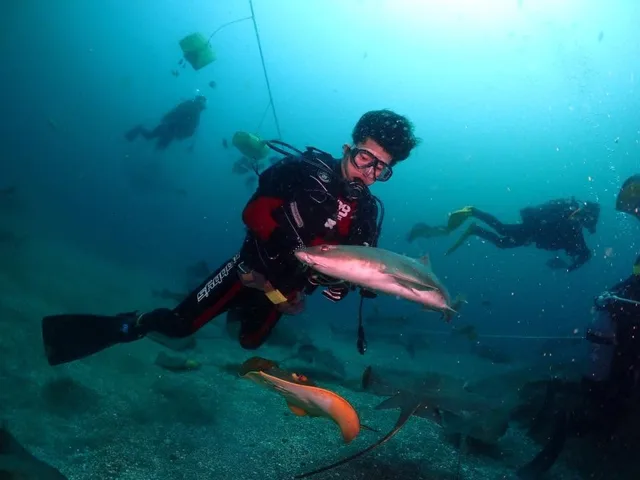 水中でサメや魚の群れと泳ぐダイバー