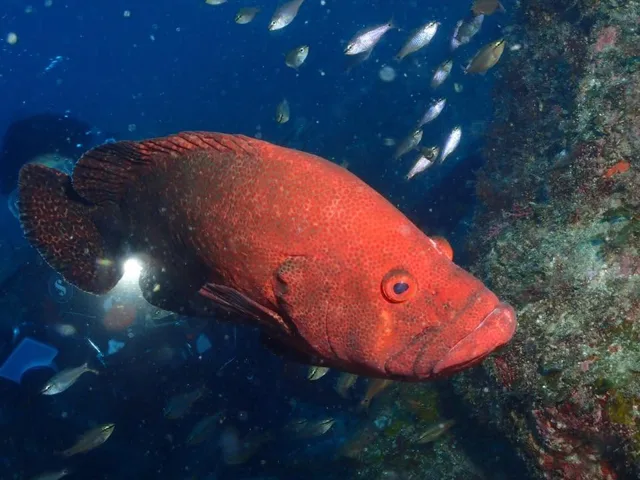 ダイビング中に見られる海の生き物