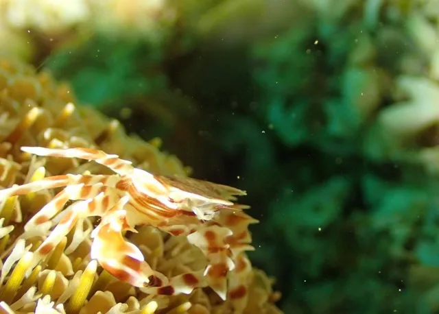ダイビング中に見られる海の生き物