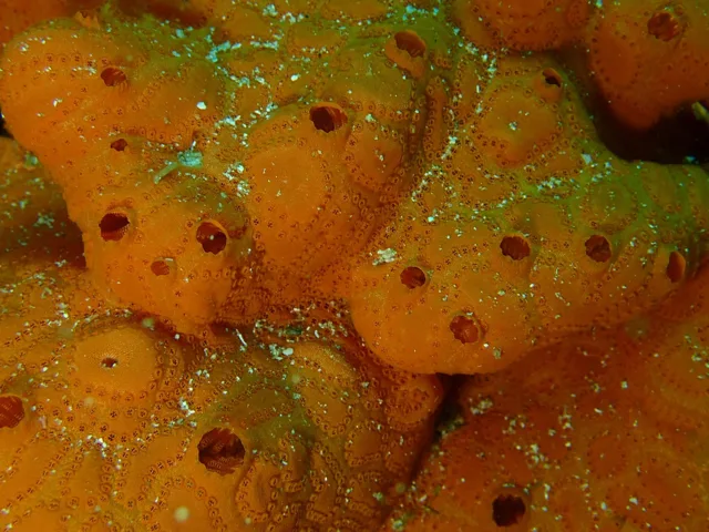 ダイビング中に見られる海の生き物