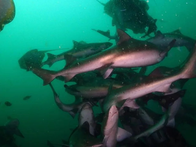 水中でサメや魚の群れと泳ぐダイバー