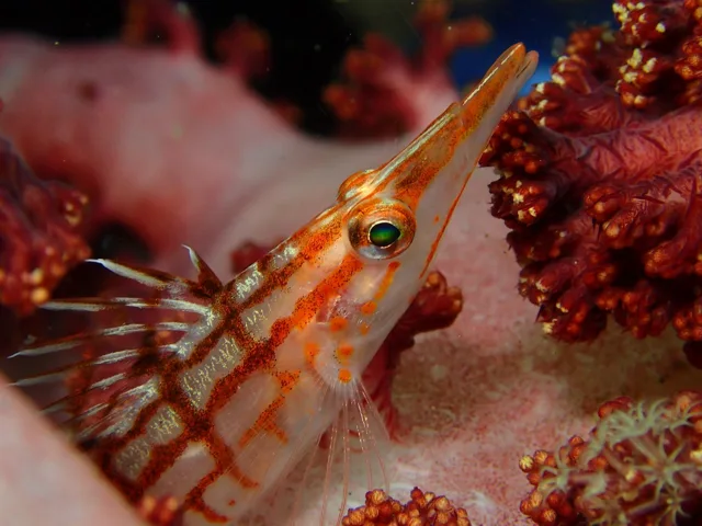ダイビング中に見られる海の生き物