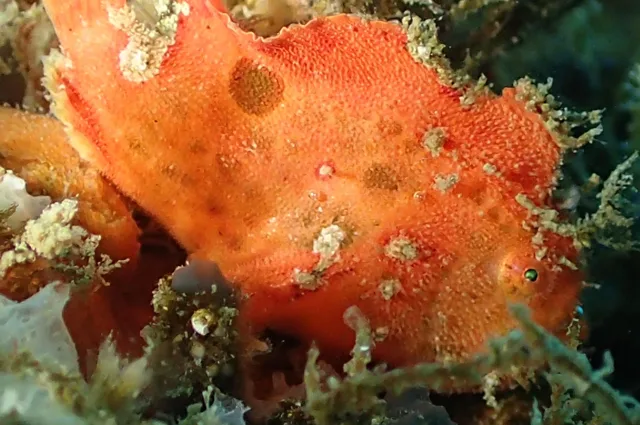 江之浦ダイビングサービス　　ａｑｕａｌａｎｄでのダイビング中に見られる海の生き物