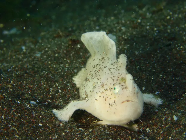伊豆・大瀬崎でのダイビング：ダイビング中に見られる海の生き物