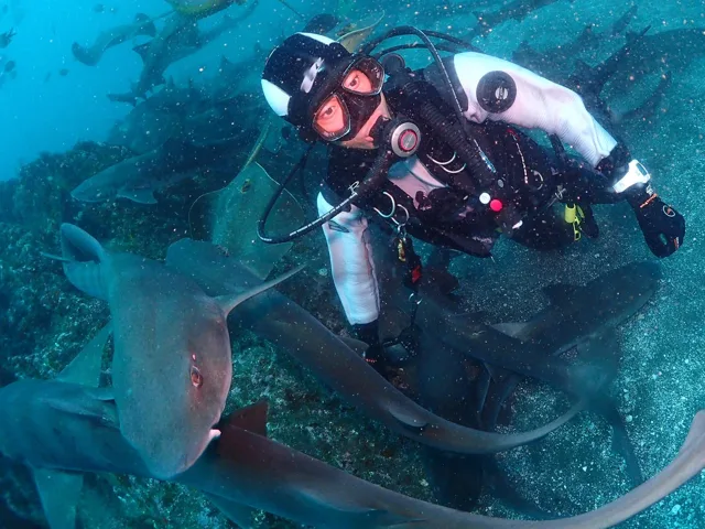 伊戸ダイビングサービスBOMMIEでの水中でサメや魚の群れと泳ぐダイバー
