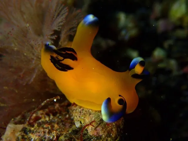 伊豆・大瀬崎でのダイビング:ダイビング中に見られる海の生き物