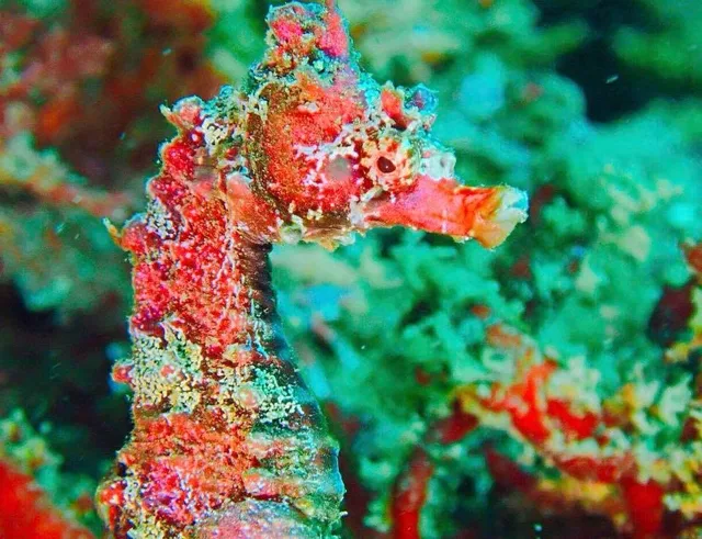 ダイビング中に見られる海の生き物