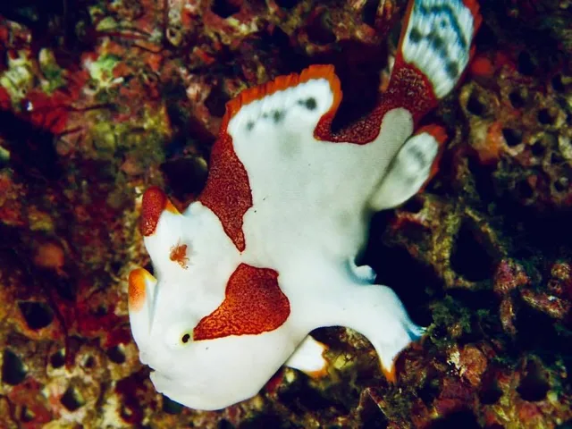 伊豆・大瀬崎でのダイビング:ダイビング中に見られる海の生き物