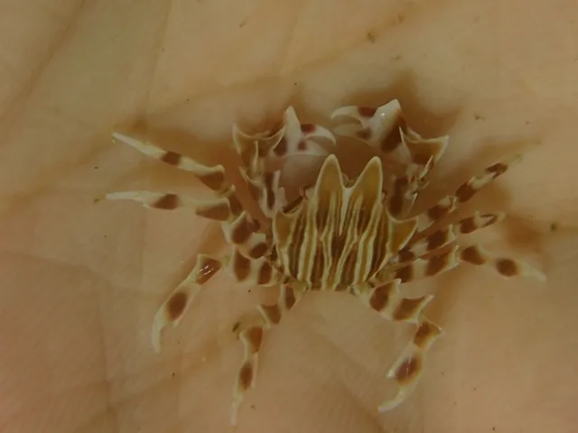 ダイビング中に見られる海の生き物