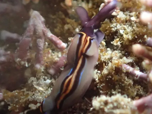 福浦ダイビングサービスでのダイビング中に見られる海の生き物