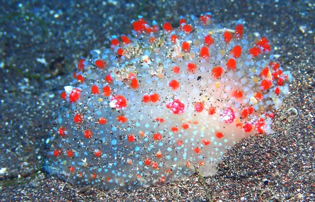 伊豆・大瀬崎でのダイビング:ダイビング中に見られる海の生き物
