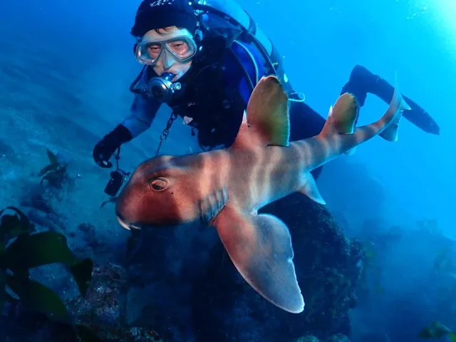 AQUA WAVE Diving School アクア･ウェーブでのダイビングの記録写真