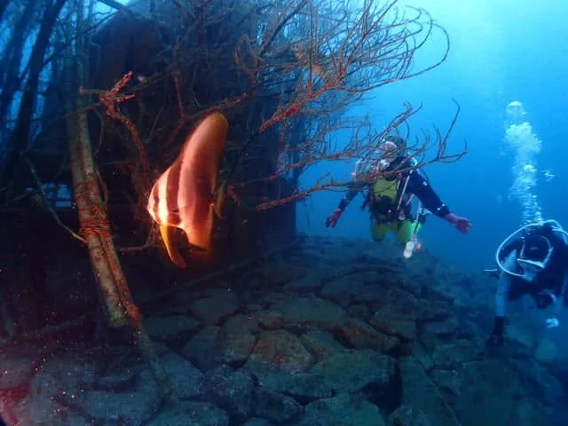 ダイビング中に見られる海の生き物