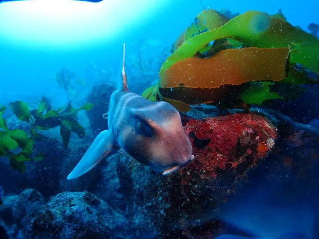 AQUA WAVE Diving School アクア･ウェーブでのダイビングの記録写真