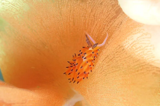 ダイビング中に見られる海の生き物
