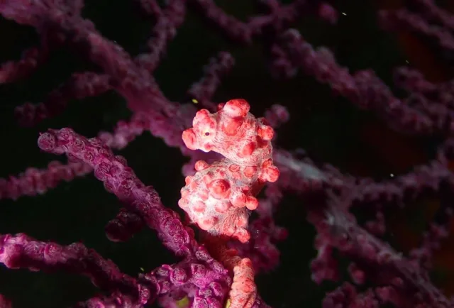ダイビング中に見られる海の生き物