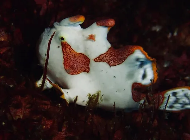 ダイビング中に見られる海の生き物