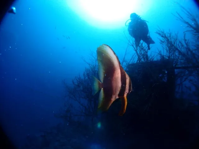 ダイビング中に見られる海の生き物