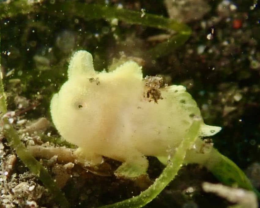 2023年3月10日(投稿日) / ダイビング中に見られる海の生き物