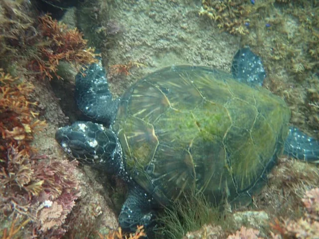 水中で泳ぐウミガメとダイバー