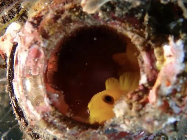 ダイビング中に見られる海の生き物