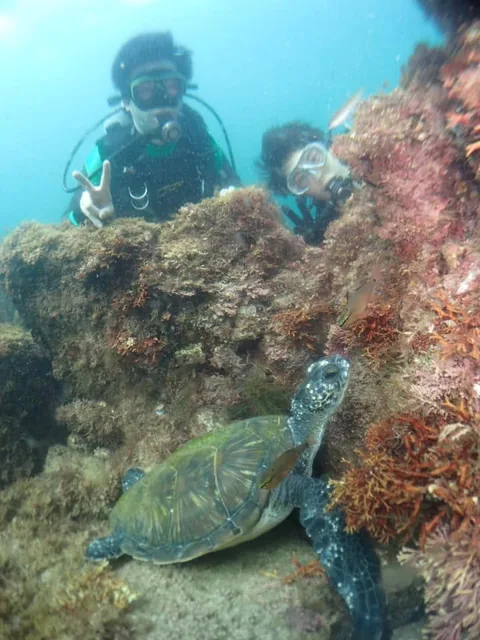 水中で泳ぐウミガメとダイバー